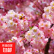 櫻花樹(shù)苗早櫻晚櫻花苗庭院陽(yáng)臺盆栽地栽工程綠化苗木行道樹(shù) 高嶺櫻2.5cm粗【當年開(kāi)花】