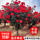 棒棒糖樹樁月季花苗樹狀特大花朵四季開花花卉植物庭院玫瑰花樹苗 緋扇【多季循環(huán)開花】 粗度：直徑2-2.2cm