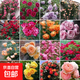 春蝶四季播薔薇花種子爬藤月季玫瑰開(kāi)花不斷爬墻庭院花卉盆栽植物 推薦【混色款】1000粒+肥