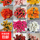 多頭玫瑰鮮花橙泡泡折射巧克力云南基地直發(fā)優(yōu)質(zhì)農(nóng)場(chǎng)包郵到家隨機(jī) 多頭玫瑰泡泡隨機(jī)5支
