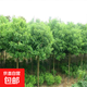 香樟樹(shù)苗庭院行道大型四季常青綠化工程風(fēng)景樹(shù)驅蚊防蟲(chóng)小葉香樟苗 地徑3公分帶土球 10cm(含)-19cm(含)