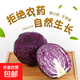【特惠蔬菜】新鮮紫甘藍(lán)卷心菜紫色包菜紅椰菜紫球生菜即食沙拉菜 熱賣(mài)【3斤】新鮮農(nóng)家菜 新鮮發(fā)出 人工精選
