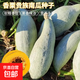 貴族南瓜種子正宗黃金瓜肉金絲窩瓜栗瓜板栗丑瓜種籽蔬菜四季 貴族南瓜種子 一包約10粒