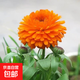 小鎮有花鳳花仙花籽染指甲草花太陽(yáng)花百日草格?；ǚN子綠植花卉 金盞菊種子低矮 2克 1 袋（試種）