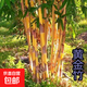 青竹金鑲玉黃金竹紫竹竹子苗陽(yáng)臺庭院綠植圍欄耐寒竹四季觀(guān)賞竹子 黃金竹100?！痉N子】