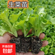 四季新鮮生菜苗子意大利生菜苗庭院秧苗種子種植秋冬陽(yáng)臺(tái)盆栽蔬菜 耐寒奶油生菜苗 20棵苗
