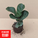 適合懶人養的花琴葉榕盆栽四季長(cháng)青客廳辦公室好養活大葉植物盆景 精品琴葉榕原盆土約15-20cm 帶盆栽好