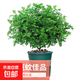 驅蚊蟲清香胡椒木盆栽防蚊室內綠植外四季好養(yǎng)凈化空氣 清香木 （7年苗）30-40cm精品加侖盆+肥料