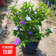 雙色茉莉花盆栽濃香型四季開花持久變色鴛鴦番茉莉花苗綠植物花卉 6年苗（開花多多）高約45-50cm 不含盆