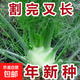 【割了又長(zhǎng)】球莖茴香種子結(jié)球割茬大茴香陽(yáng)臺(tái)四季可食用回香菜種 球莖茴香種子3克1包
