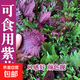 雙面紫色紫蘇葉可食用盆栽種植苗紫蘇秧苗陽(yáng)臺四季庭院紫蘇蔬菜 紫蘇秧苗 6顆送1肥料