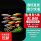 孔雀魚(yú)黑尾大勾冷水魚(yú)小型觀(guān)賞魚(yú)群游魚(yú)原生魚(yú)燈科類(lèi)魚(yú)草缸群游 孔雀魚(yú)4條送備損2條