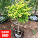 黃金楓樹(shù)苗赤楓樹(shù)苗庭院陽(yáng)臺別墅盆栽地栽紅楓樹(shù)苗綠化苗木 黃金楓1cm粗