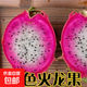 火龍果樹(shù)苗紅心火龍果苗四季庭院陽(yáng)臺盆栽地栽南北方種植果樹(shù)苗 雙色火龍果【6年苗結果多】