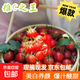 冰糖水果小番茄高山圣女果小西紅柿早餐減肥減脂生鮮新鮮蔬菜 高山圣女果 5斤 凈重