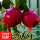 火龍果樹苗紅心火龍果苗四季庭院陽臺盆栽地栽南北方種植果樹苗 大紅火龍果【6年苗結(jié)果多】