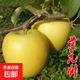 蘋(píng)果樹(shù)苗嫁接果樹(shù)苗木紅富士冰糖心庭院陽(yáng)臺(tái)盆地栽南北方果樹(shù)苗 黃元帥蘋(píng)果5年苗【當(dāng)年結(jié)果】