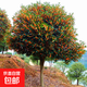 原生桂花樹(shù)苗地栽大型八月金桂丹桂四季桂品種庭院風(fēng)景樹(shù)好養易活 狀元紅 樹(shù)狀帶土球【4cm粗1.5米高】