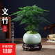 文竹盆栽植物室內(nèi)花卉盆景客廳辦公室桌面小綠植好養(yǎng)云竹四季常青 精品文竹+冰釉淺綠盆+圓底托+苔蘚
