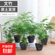 文竹盆栽室內(nèi)客廳植物花卉辦公室綠植桌面凈化空氣創(chuàng)意小盆景原盆 精選小文竹【15-22cm高】6盆+育苗盤