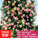 爬藤月季濃香型大花四季爬墻花卉盆栽薔薇花苗爬藤攀援植物庭院 粉色龍沙寶石  不含盆 約20cm高2棵