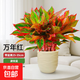 大盆萬(wàn)年紅盆栽吉利紅如意紅掌室內外好養客廳旺宅綠植物四季好養 特A級大盆萬(wàn)年紅25-35cm【波紋盆小號】