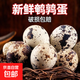 鮮鵪鶉蛋鳥(niǎo)蛋安全蛋鵪鶉蛋老人小孩輔食早餐買(mǎi)菜京東包郵早餐 12枚