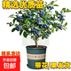 戀品惠藍莓樹(shù)果苗藍莓樹(shù)苗盆栽地栽藍莓苗南方北方種植苗奧尼爾兔 6年壯苗F6【帶苞/果發(fā)】加侖盆