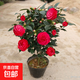 茶花苗山茶花樹(shù)苗香妃五色赤丹紅赤丹盆栽濃香型庭院陽(yáng)臺綠植花卉 紅赤丹6年苗【掌柜推薦】