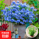 藍(lán)雪花爬藤大苗庭院花卉盆栽特大棒棒糖耐熱植物陽(yáng)臺(tái)藤本四季開(kāi)花 藍(lán)雪花【中大苗】2盆（原盆原土 花期帶花）