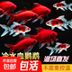 冷水鸚鵡魚招財(cái)魚血鸚鵡紅金魚冷水觀賞魚活體魚苗好養(yǎng)耐活發(fā)財(cái)魚 冷水3條蘭花2條【8-10cm】