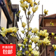 四季庭院玉蘭樹(shù)苗庭院樹(shù)木紅白黃紫二喬盆栽耐凍綠化風(fēng)景樹(shù) 黃玉蘭 2cm粗（1.2-1.3米高）