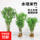 水培植物米竹室內(nèi)盆栽富貴竹南天竹盆景綠植小葉百合竹子花卉好養(yǎng) 米竹高50-60cm（含圓柱瓶25厘米高）1盆