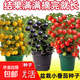 本土大番茄種子高產(chǎn)超甜超大紅果大西紅柿種子高溫蔬菜瓜果種籽 盆栽小番茄約400粒1包