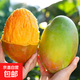 【新鮮上市】正宗攀枝花凱特芒果新鮮水果 帶箱5斤 中大果【單果200-300g】