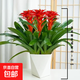 【鴻運當(dāng)頭】美觀大方大型盆栽綠植大鳳梨送禮好養(yǎng)帶盆鮮花卉喬遷 鴻運當(dāng)頭3顆裝【配幾何花盆】 【年宵花】鴻運當(dāng)頭