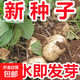 【新種子】牧馬山?jīng)鍪矸N子水果地瓜種籽早熟沙葛土春夏地瓜果籽 牧馬山地瓜涼薯種子約150粒3包