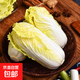 山東娃娃菜新鮮小白菜當(dāng)季黃牙白蔬菜火鍋涮菜源頭直發(fā)包郵 2包6顆裝