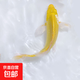 招財黃金金魚鯉魚冷水魚苗好養(yǎng)耐活淡水活魚魚苗錦鯉龍鳳批發(fā) 錦鯉6-8黃金3條