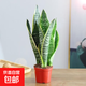 金邊虎皮蘭新房辦公室多肉植物花卉白玉虎皮蘭長(zhǎng)腳虎皮蘭綠植盆栽 3棵金邊虎皮蘭