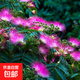 合歡樹(shù)苗絨花樹(shù)苗庭院陽(yáng)臺綠植苗木盆栽花卉植物工程綠化苗 合歡樹(shù)苗2cm粗