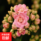 長(cháng)壽花盆栽重瓣金狐貍大花帶花苞花苗四季室內開(kāi)花好養的花卉植物 宮粉（帶花苞四季開(kāi)花） 不含盆