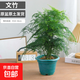 文竹盆栽室內(nèi)客廳植物花卉辦公室綠植桌面凈化空氣創(chuàng)意小盆景原盆 精選大文竹【35-50cm高】1盆+原土發(fā)貨