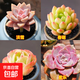 多肉植物精選圖片品種發(fā)貨照圖辦公室室內陽(yáng)臺桌面圖片品種指定品 淡雪+春萌+碧桃+紫樂(lè )+盆土