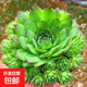 觀音蓮多肉植物辦公室內(nèi)大顆好養(yǎng)盆栽大棵室內(nèi)多肉老樁陽臺盆景 觀音蓮13-18頭 原盆土發(fā)貨 不含盆
