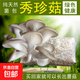蘑菇種植包菌包菌種食用菌菌菇包平菇香菇室內家庭盆栽菌種家種包 秀珍菇【標準款】 1包約【1包重量500-800g】【不出菇包賠】
