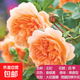 爬藤月季濃香型大花四季爬墻花卉盆栽薔薇花苗爬藤攀援植物庭院 王妃  不含盆 約1-1.3m高1棵