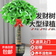 大型植物發(fā)財樹(shù)各種大顆盆栽開(kāi)業(yè)喬遷客廳辦公室內好養大型綠植 獨桿發(fā)財樹(shù)1.4-1.5米+黑福盆