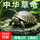 【全網(wǎng)比價(jià)】中華草龜包活精品草龜長(zhǎng)壽龜觀賞龜墨龜寵物小烏龜 草龜二只【情侶】 9-10cm