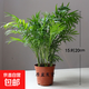 散尾葵綠植鳳尾竹盆栽袖珍椰子室內大型綠植四季常青富貴椰子植物 【16-20厘米】造型好][育苗盆發(fā)貨